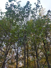 Alnus hirsuta