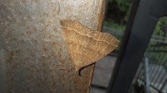 Pechipogo plumigeralis