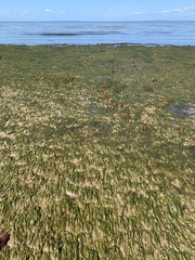 Zostera muelleri