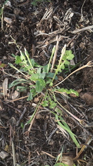 Hyoseris scabra