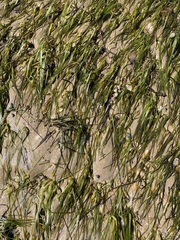 Zostera muelleri
