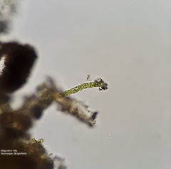 Klebsormidium