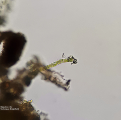 Klebsormidium