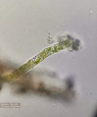 Klebsormidium