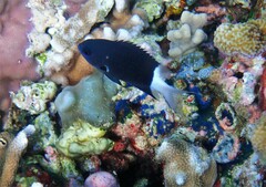 Pycnochromis margaritifer