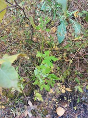 Chelidonium asiaticum