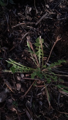 Hyoseris scabra