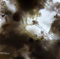 Klebsormidium