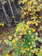 Spiraea media