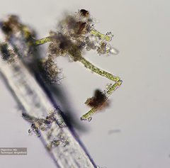 Klebsormidium
