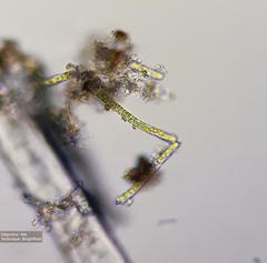 Klebsormidium