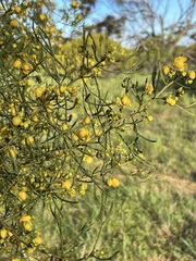 Senna artemisioides artemisioides