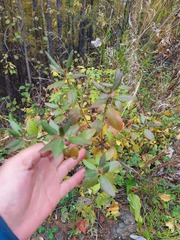 Rhododendron dauricum