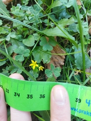 Oxalis corniculata