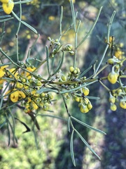 Senna artemisioides artemisioides