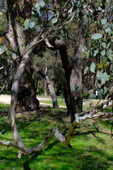 Eucalyptus polyanthemos