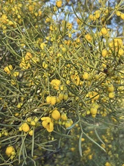 Senna artemisioides artemisioides
