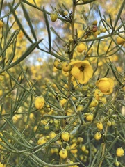 Senna artemisioides artemisioides