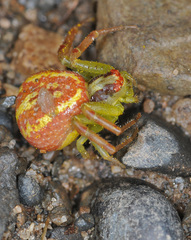Misumenops
