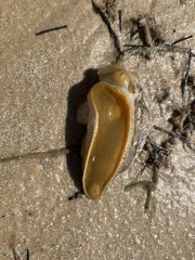 Pleurobranchaea maculata