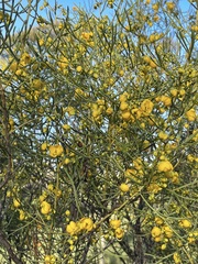 Senna artemisioides artemisioides