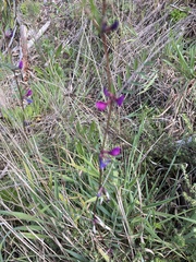 Vicia sativa