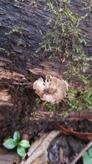 Porotheleaceae