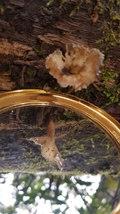Porotheleaceae