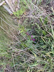 Vicia sativa