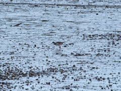 Tringa totanus