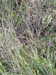 Vicia sativa