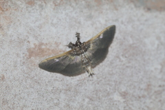 Apilocrocis brumalis