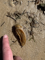 Pleurobranchaea maculata