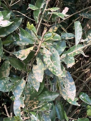 Cephaleuros lagerheimii