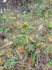 Bidens radiata