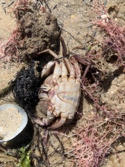 Nectocarcinus