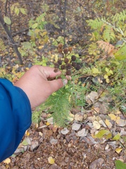 Tanacetum vulgare boreale