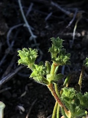 Lastarriaea chilensis