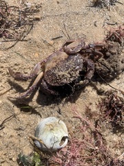 Nectocarcinus