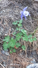 Aquilegia alpina