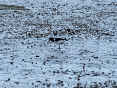 Haematopus ostralegus