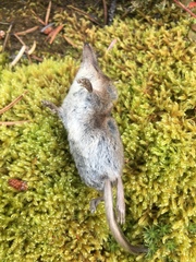 Sorex cinereus
