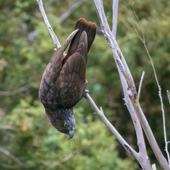 Nestor meridionalis septentrionalis