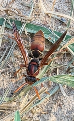 Polistes humilis