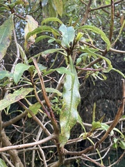 Myoporum laetum