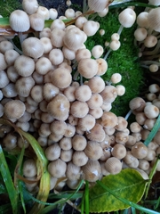 Coprinellus disseminatus