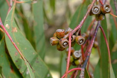 Eucalyptus goniocalyx