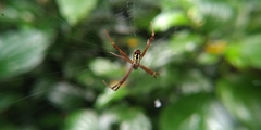 Argiope dang