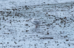 Chroicocephalus ridibundus