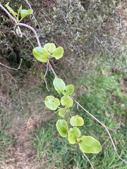 Muehlenbeckia australis